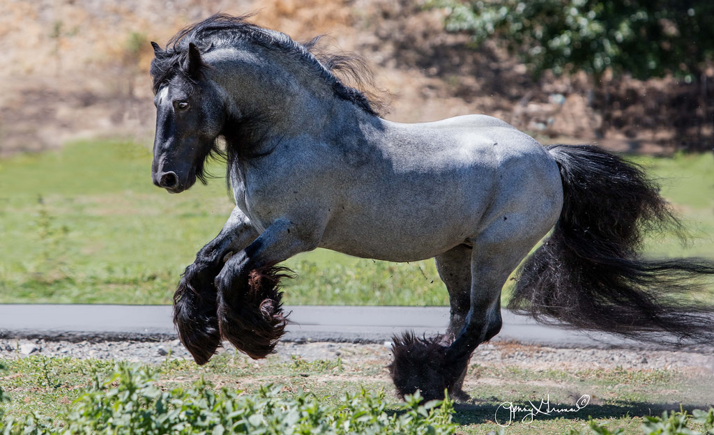 Blue Roan Horses